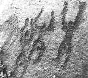 human
