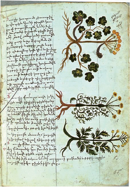 Species of Opopanax used in Ancient and Medieval Armenian medicine(Mashtots Matenadaran, MS. 6594)