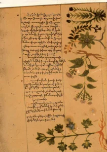 Medicinal herbs Ancient Armenian phytotherapy