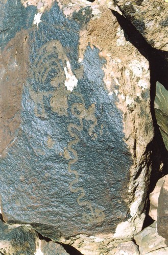 Animals - Natural Environment