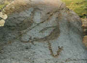 Animals - Natural Environment