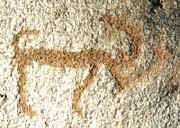 Animals - Natural Environment